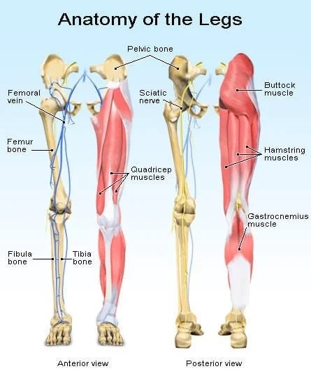 تصویری از استخوان‌های پا