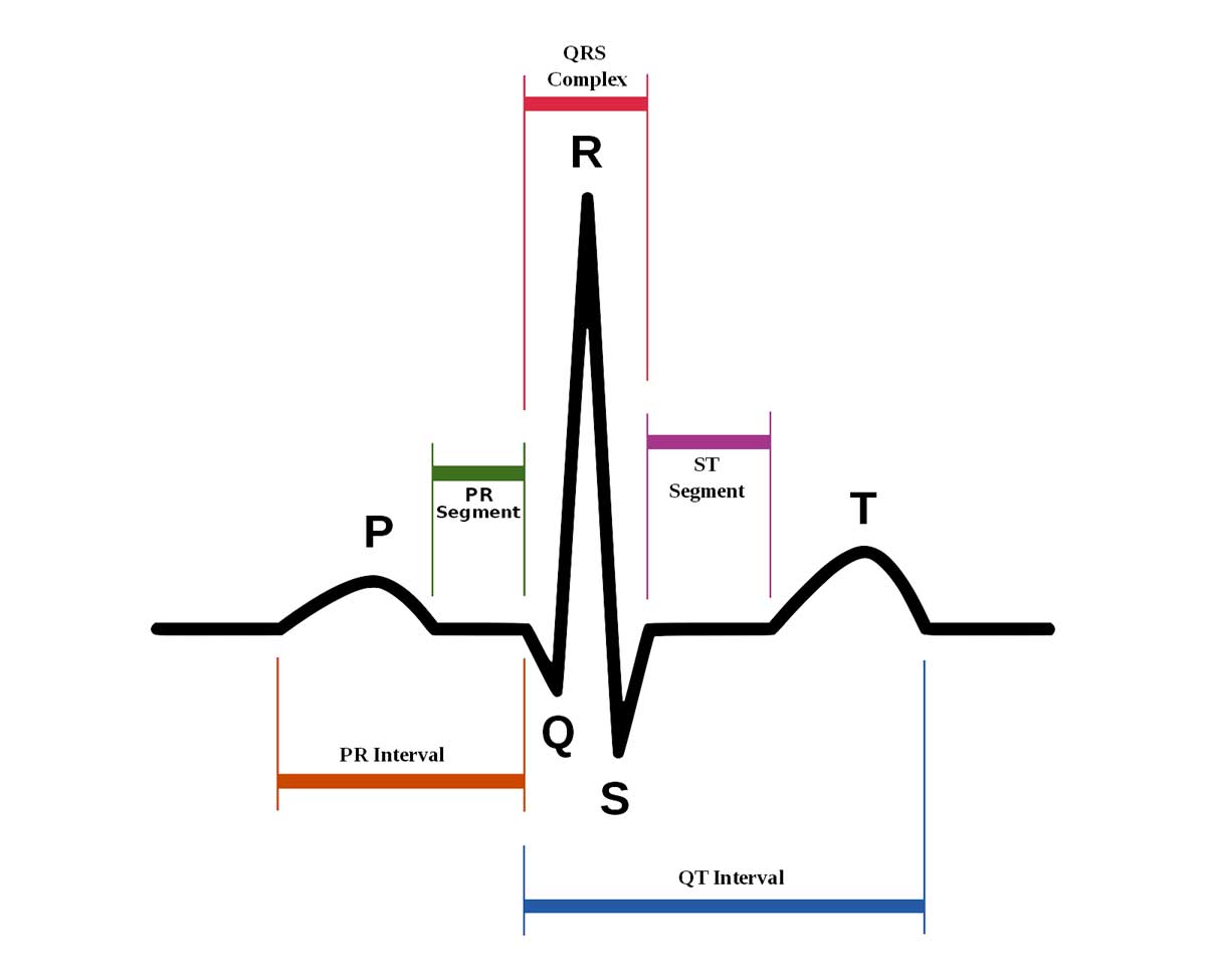بخش های مختلف نوار قلب (ECG segments)